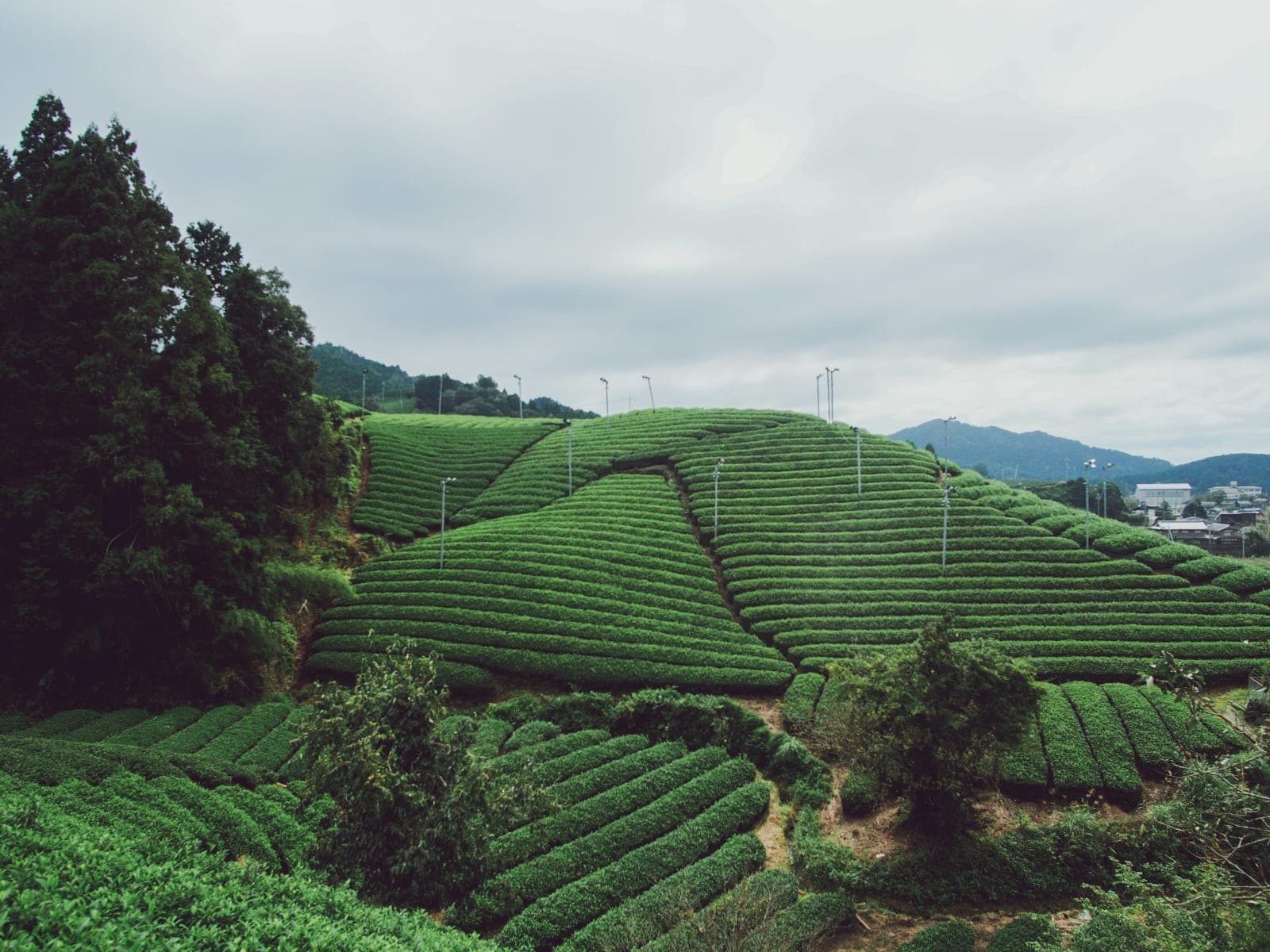 Where to Drink Matcha in Japan: My Top Six Picks travel image